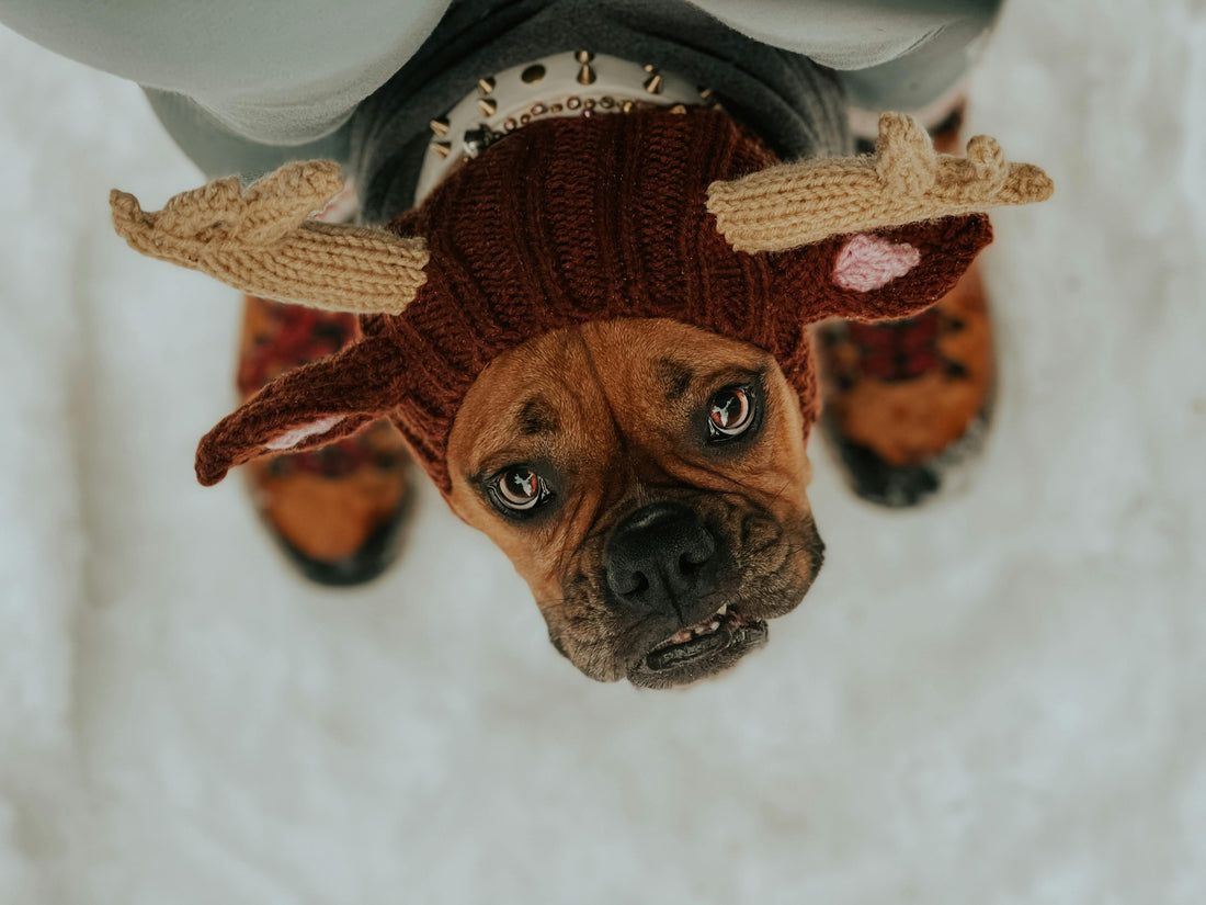 The Brutique Standard: What We’ll Never Carry (And Why It Matters for Your Dog)