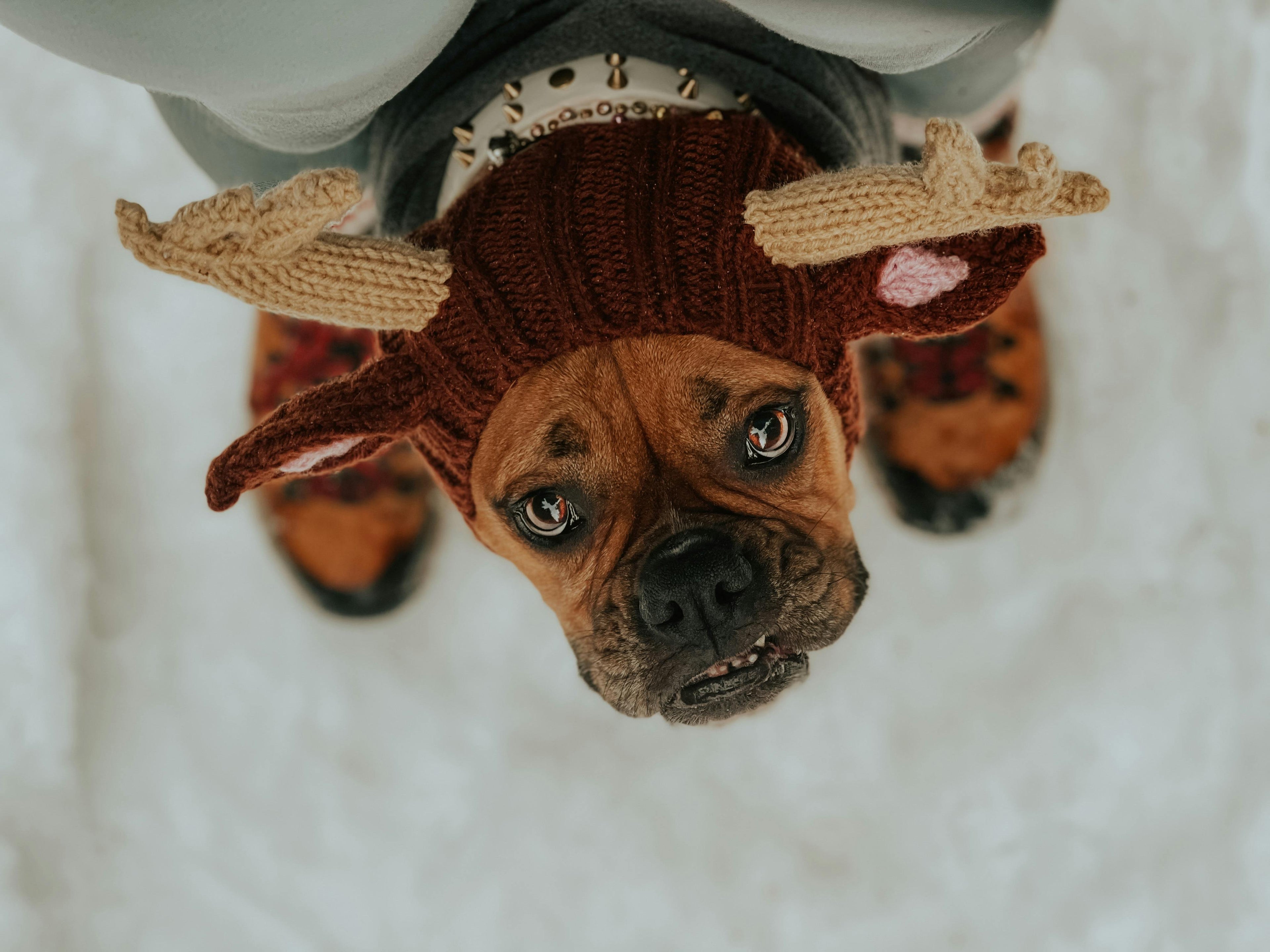 The Brutique Standard: What We’ll Never Carry (And Why It Matters for Your Dog)