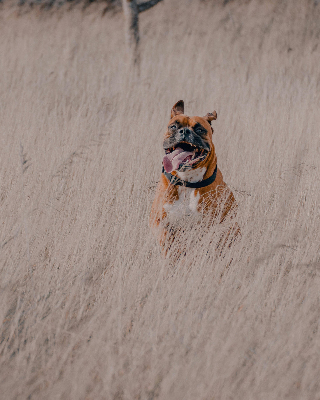 Boxer Dog running through field